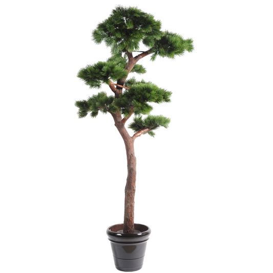 Bonsai mänd 220 cm 
