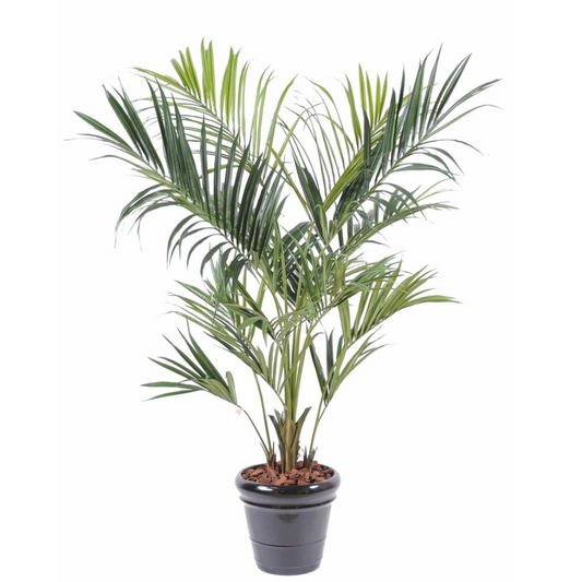 Kentia Royal