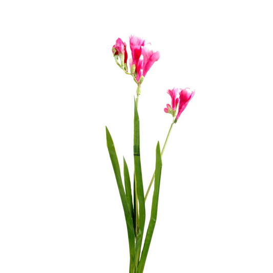 Freesia