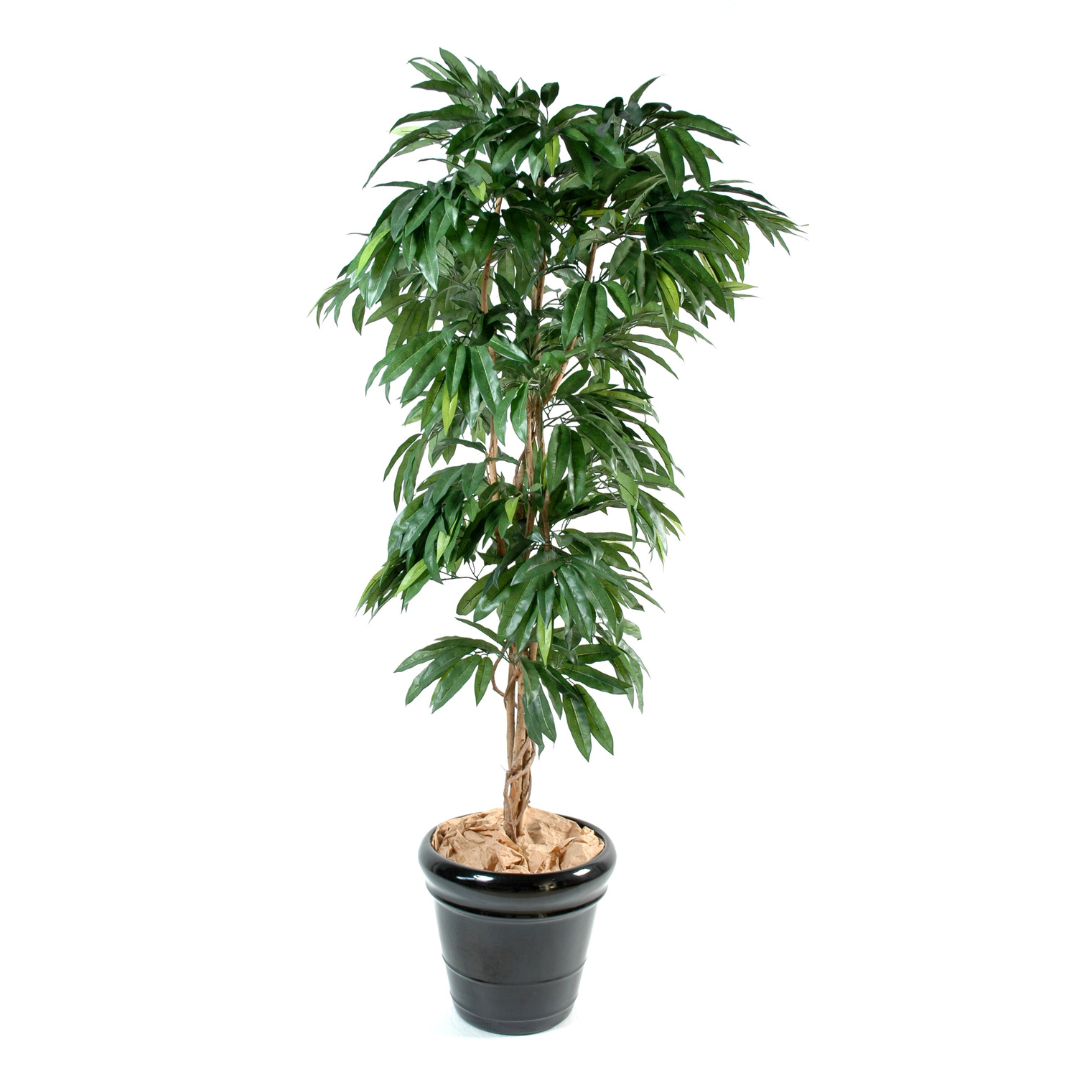 MANGO tree