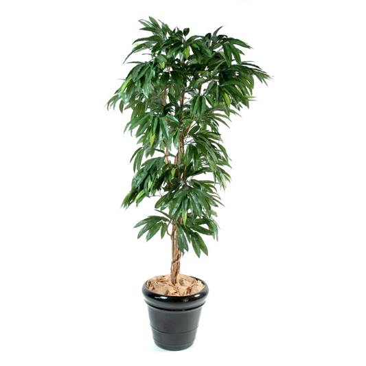 MANGO tree