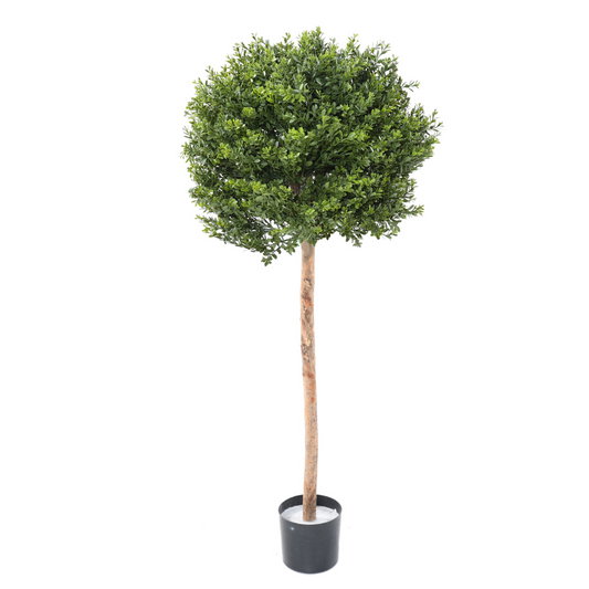 Pukspuu 110 cm