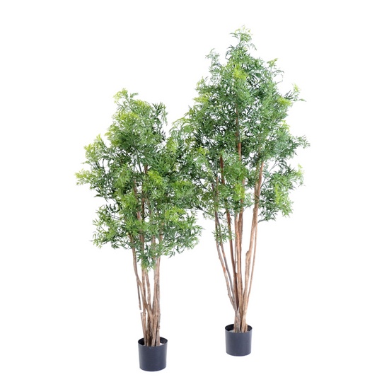 ARALIA MING NITIDA