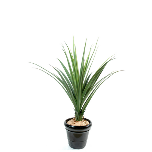 PANDANUS