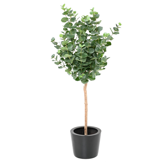 Eucalyptus