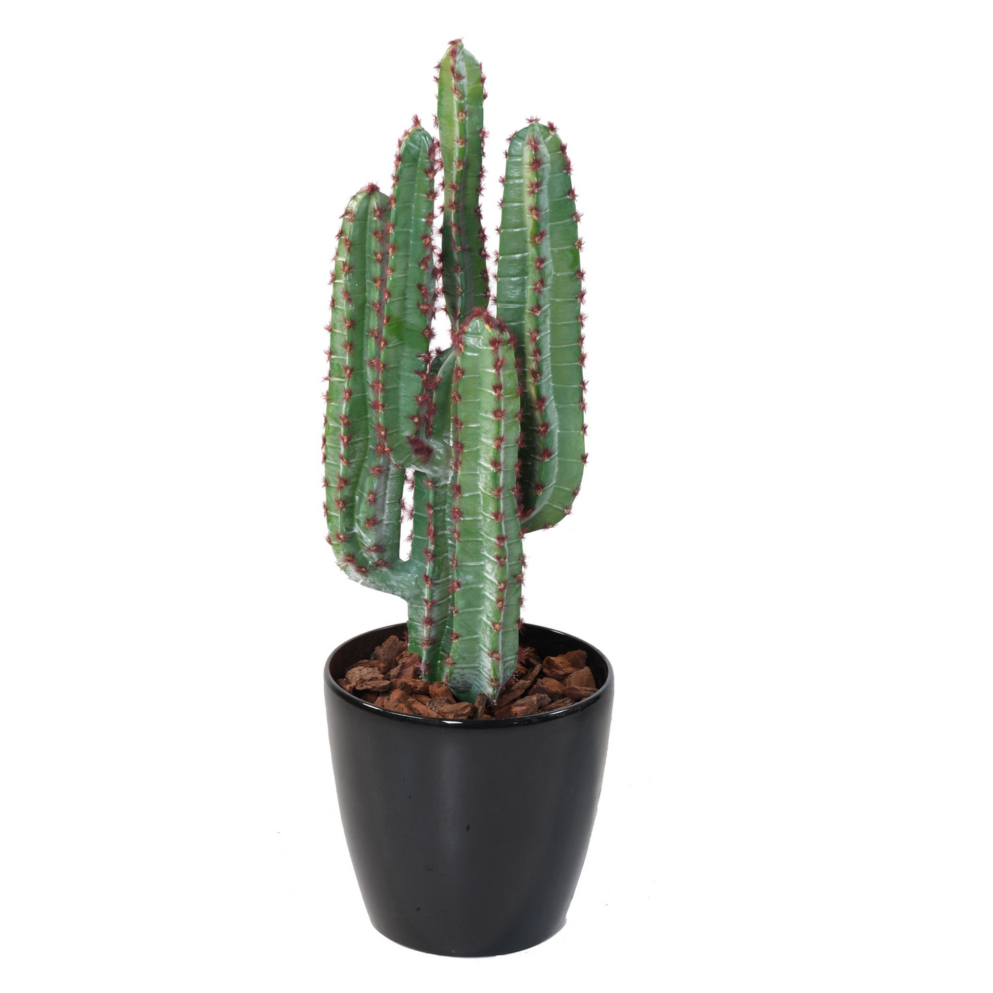 CACTUS 77