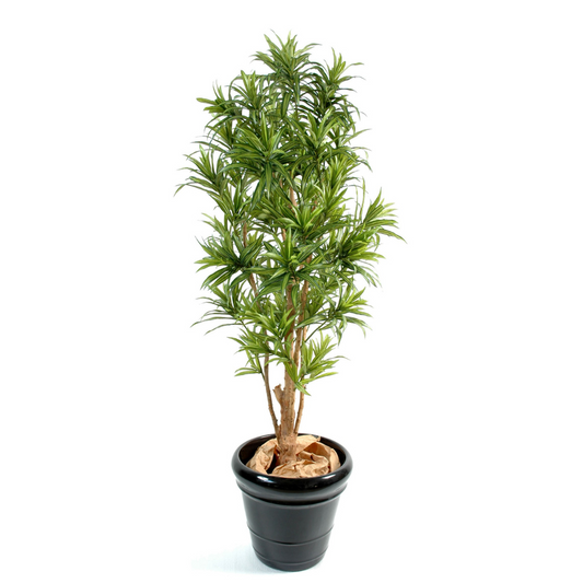 DRACAENA REFLEXA