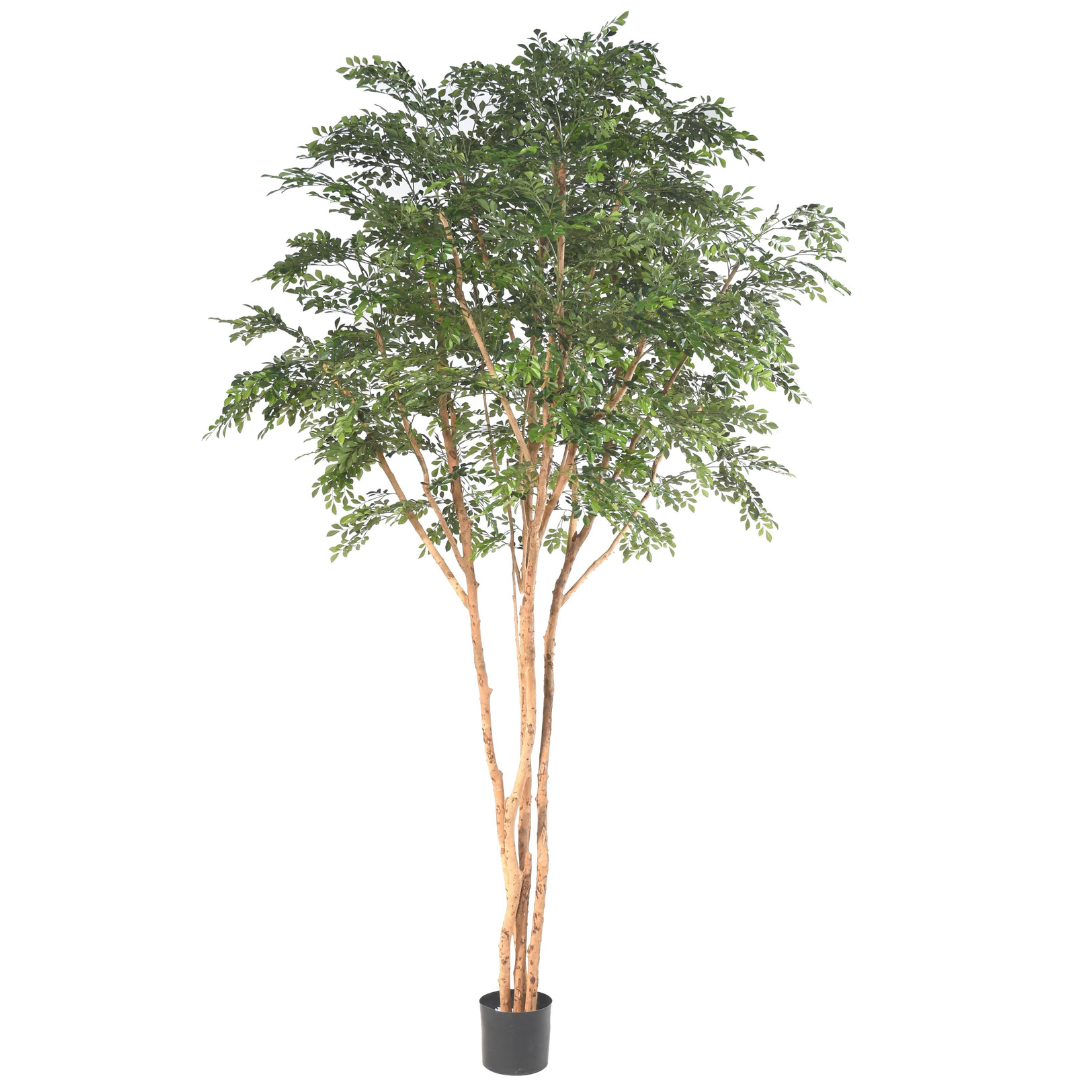 Bucida tree luxury 330cm – LA FLORIE