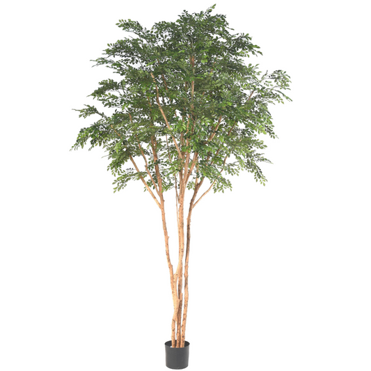 Bucida tree luxury 330cm