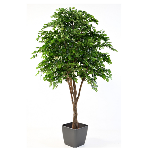 BEECH artificial 280cm