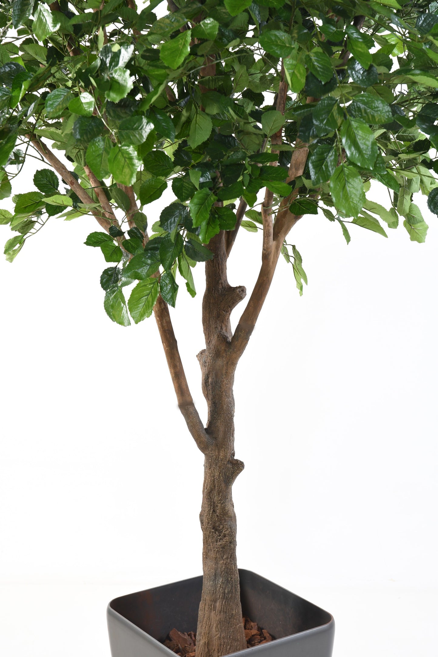 BEECH artificial 280cm