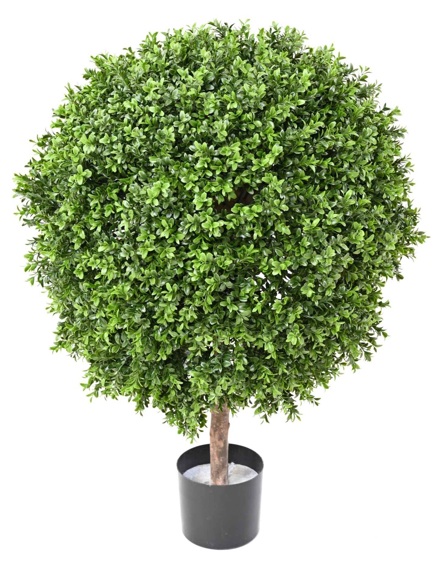 Pukspuu 90 cm 