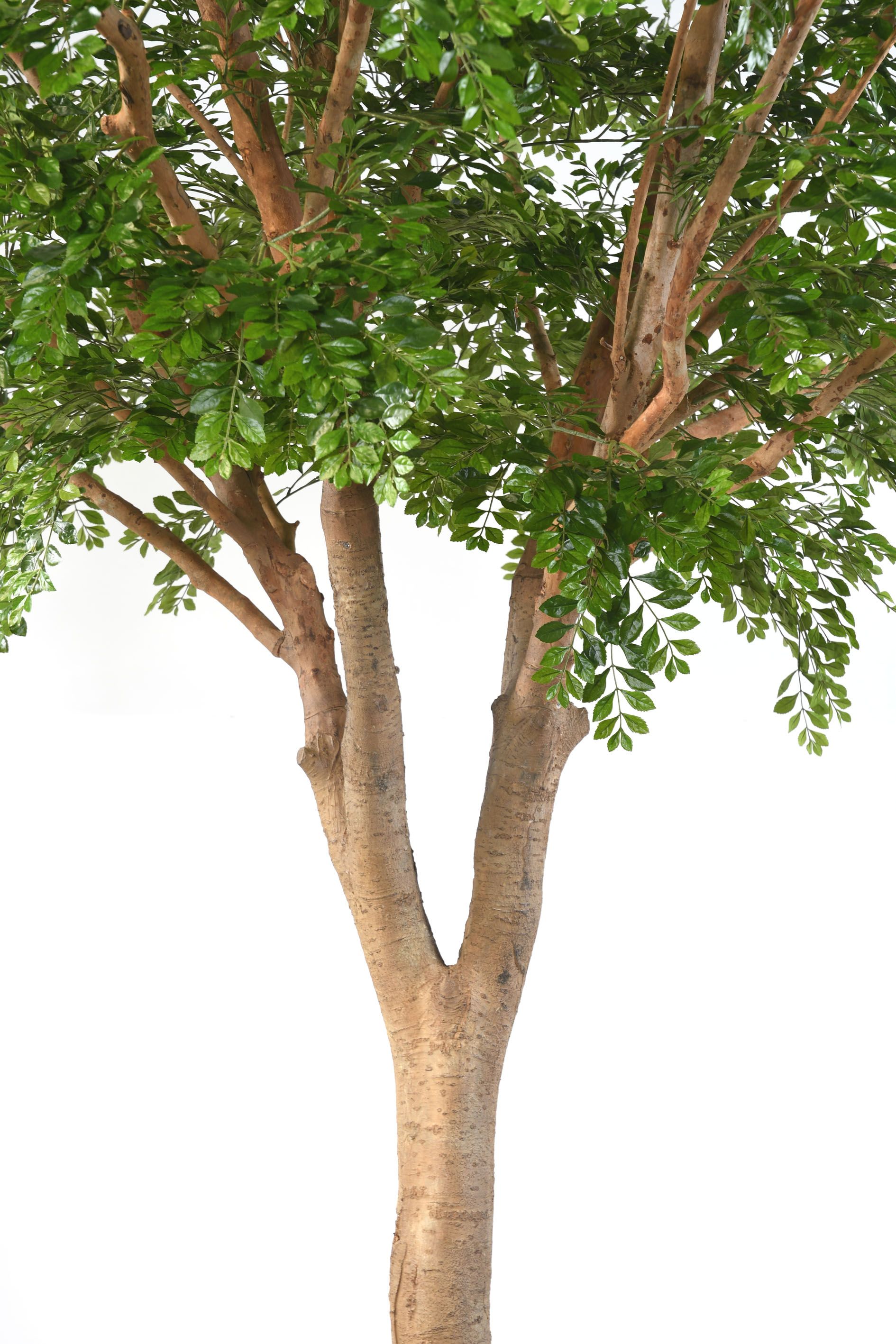 Bucida tree 360 cm – LA FLORIE
