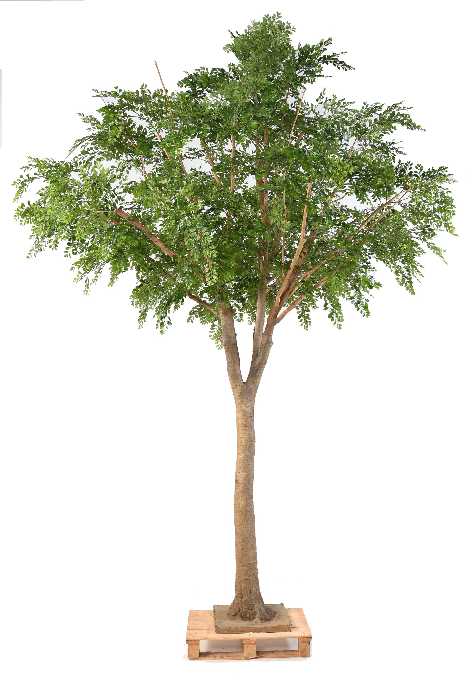 Bucida tree 360 cm – LA FLORIE