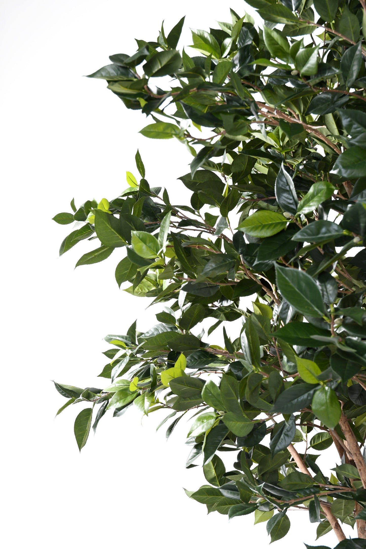 Fruit Tree 280cm