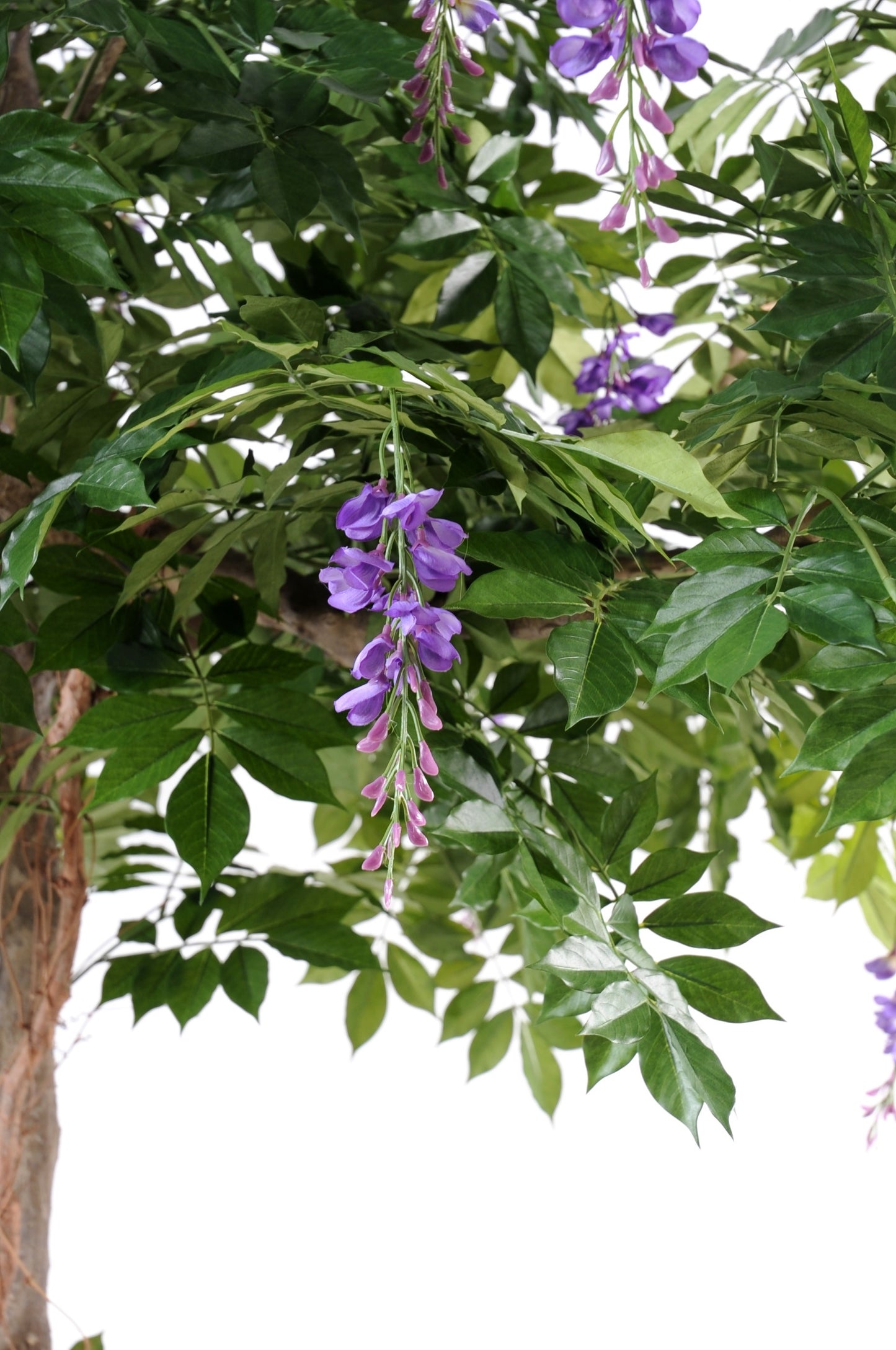 Lavender tree 235 cm