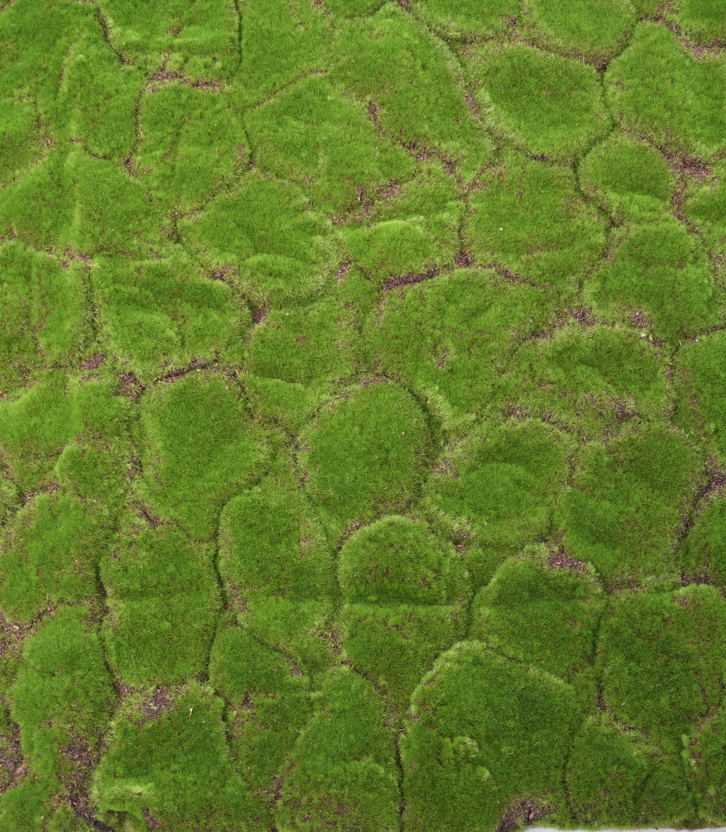 Moss 103*103