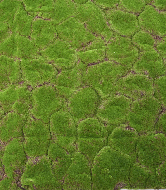 Moss 103*103