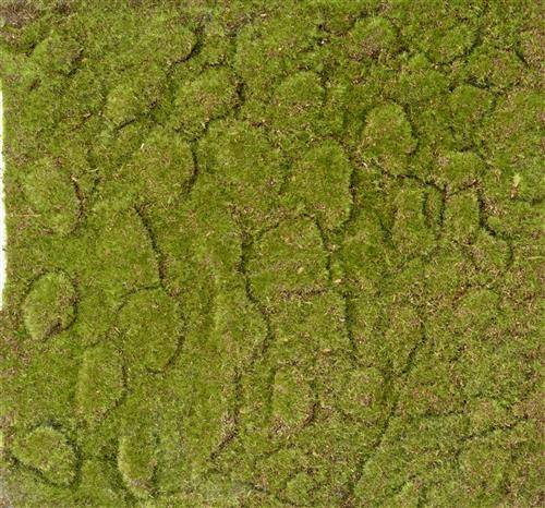 Moss plate
