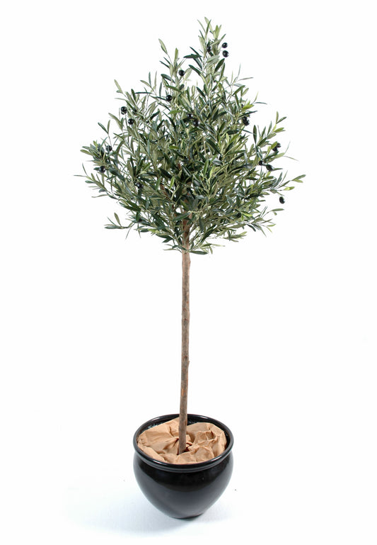 Olive tree 180 cm