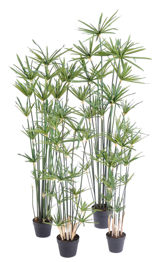 Papyrus Alternifolius