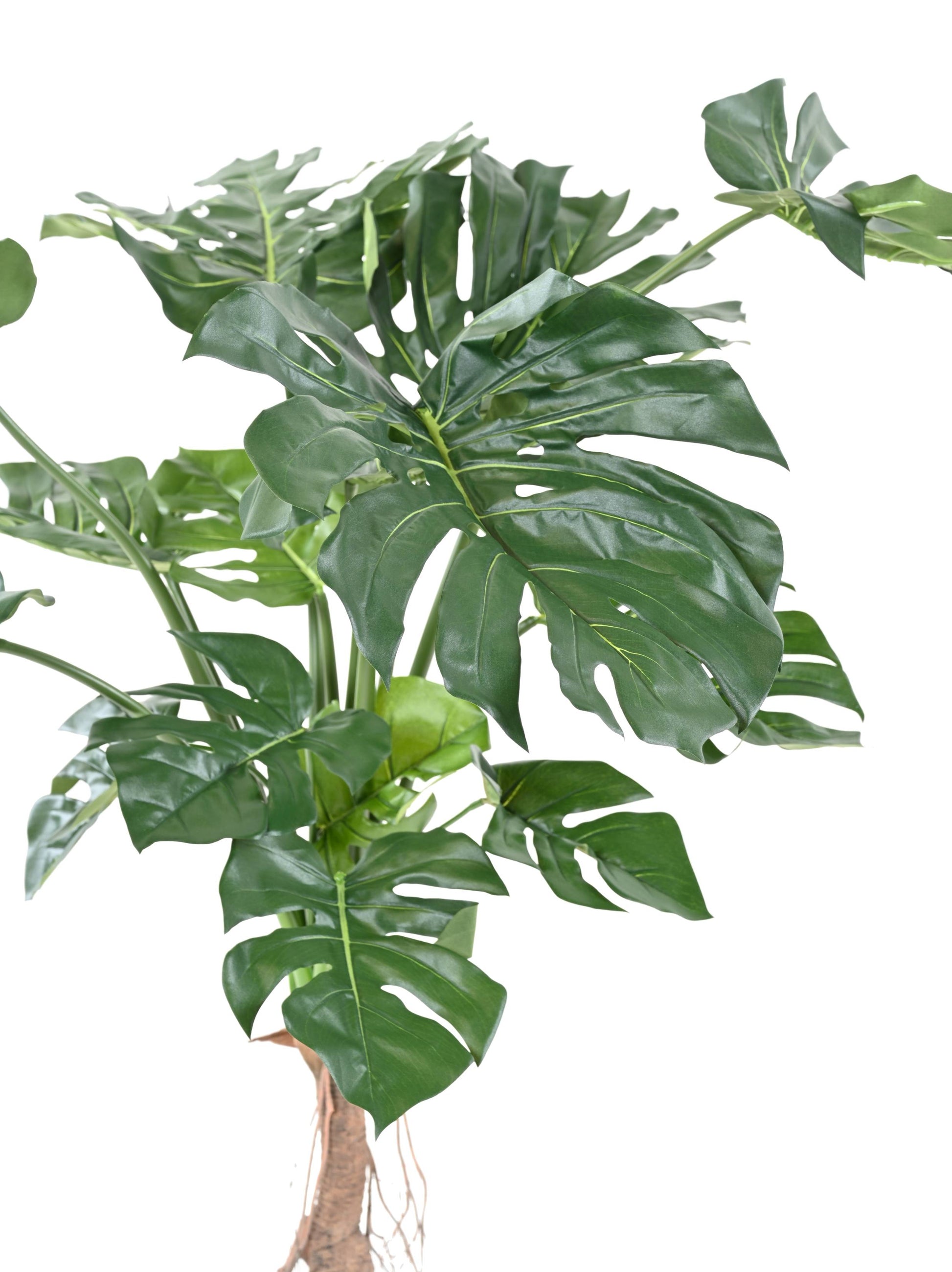 la philodendron PHILODENDRON MONSTERA – LA FLORIE