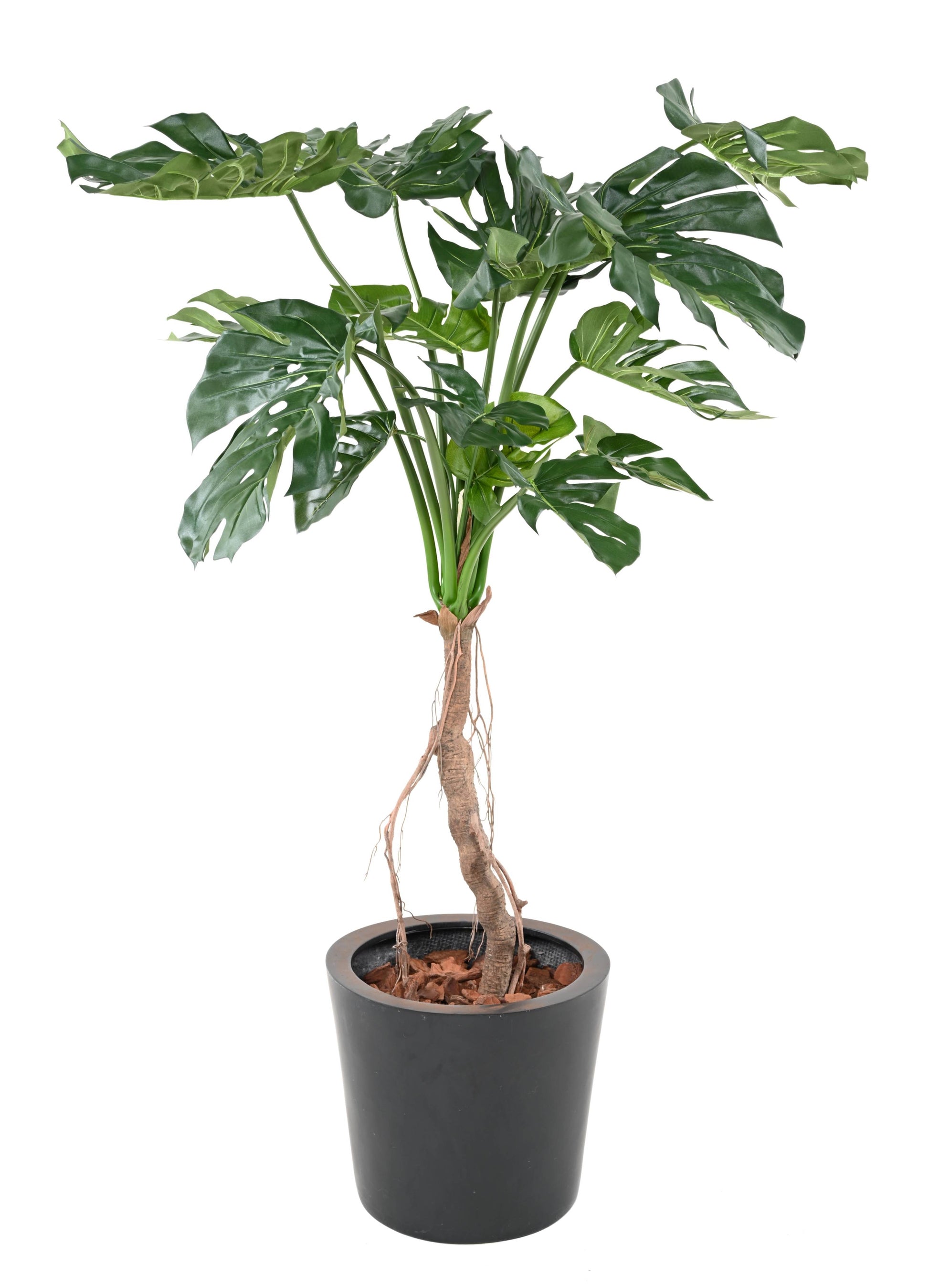 la philodendron PHILODENDRON MONSTERA – LA FLORIE