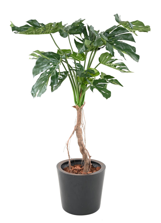 PHILODENDRON MONSTERA