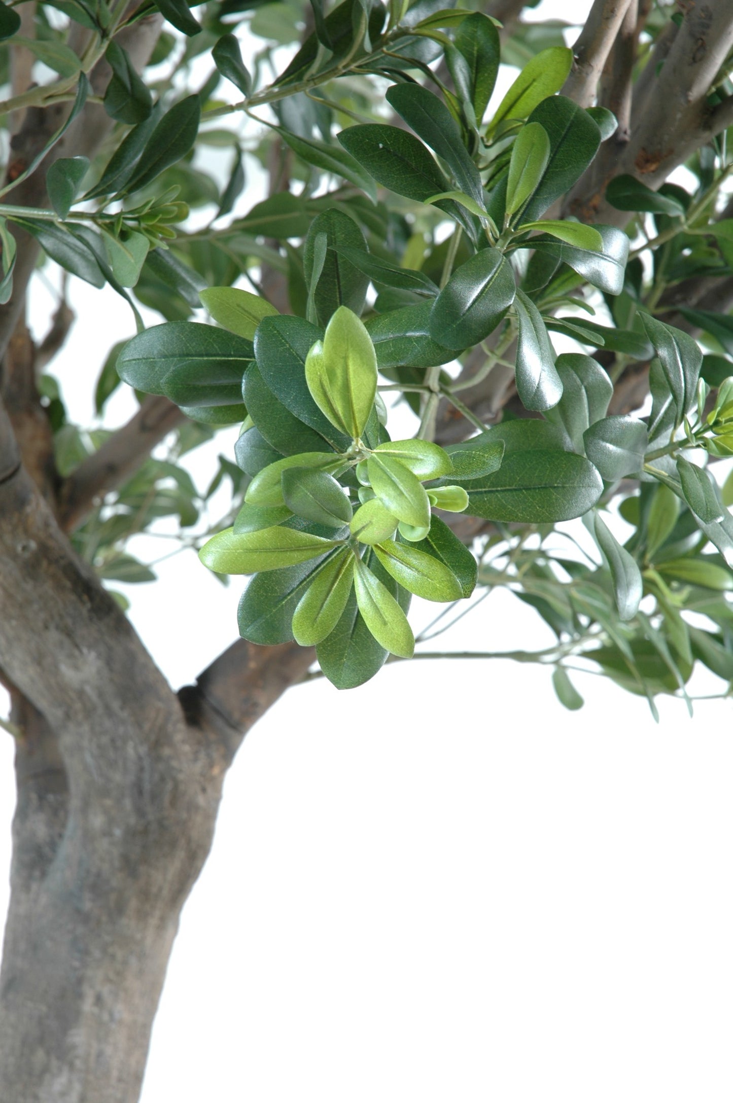 Pittosporum tree 260 cm